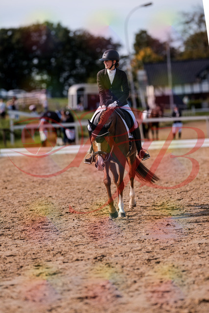 2026_10_03_Siefer-Hof_133319_Z81_91971338 | Professionelle Reitsport-, Turnier- und Eventfotografie von Robert Broda. Galerien mit ausgewählten und bearbeiteten Bildern direkt online ansehen und bestellen.