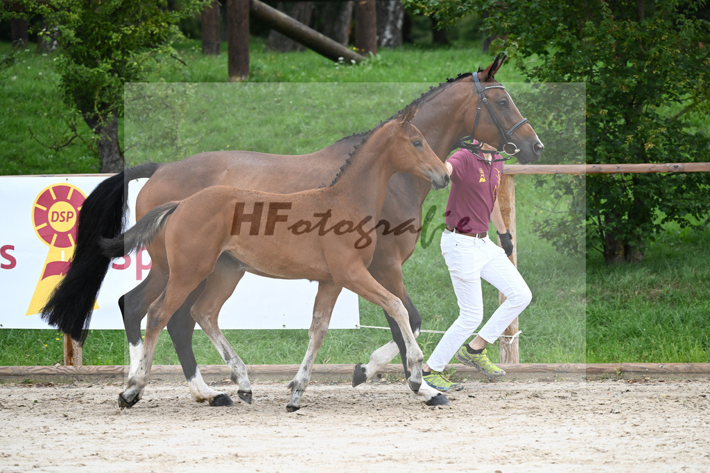 Kat-Nr. 7 SF DSP Va Bene_Hirschberger_25230115 | hf-fotografie - Realizzato con Pictrs.com