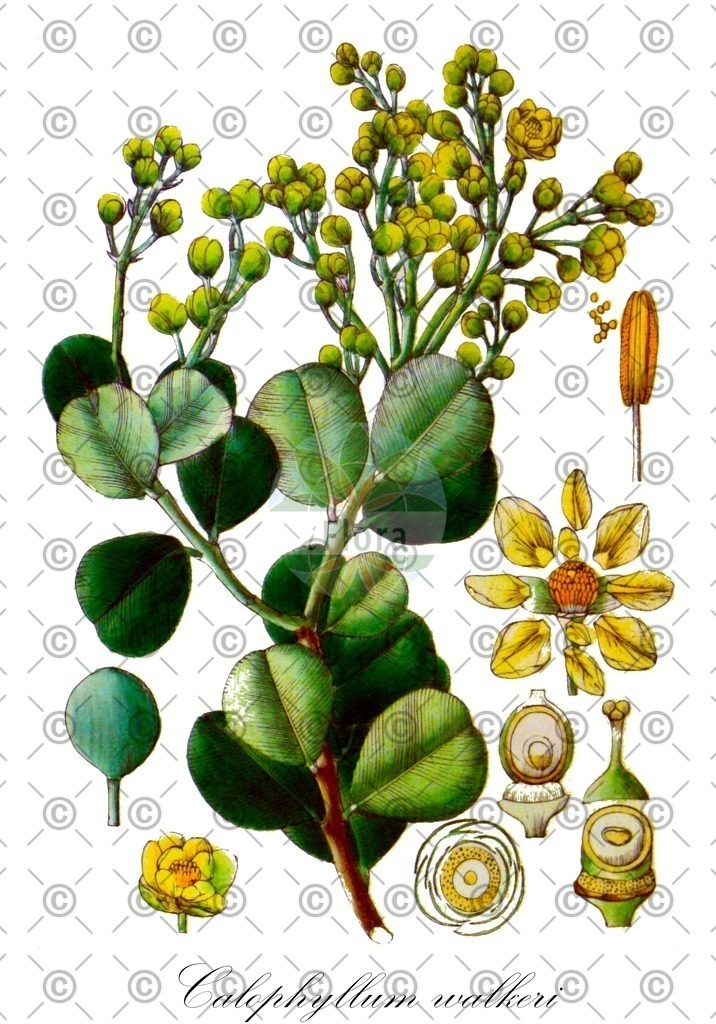 HistAbb_wfo-0000780265_1_ENZY_Simple | Historische Abbildung von Calophyllum walkeri - Calophyllaceae | Historical Illustration of Calophyllum walkeri - Calophyllaceae