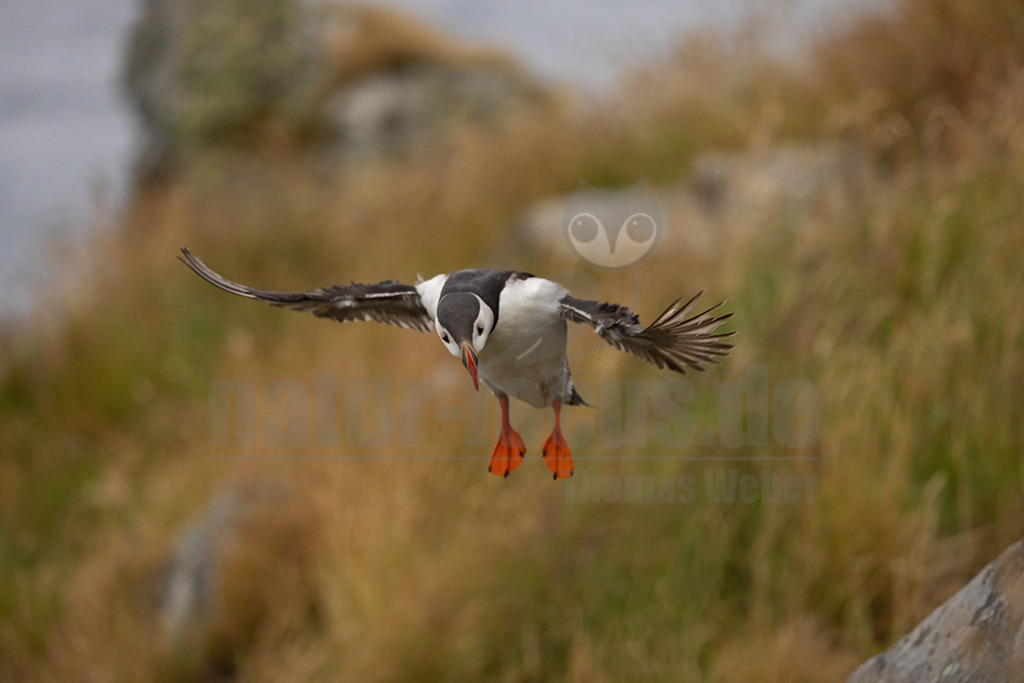 R5NF0769-20230719 | Der Papageitaucher – auch Papageientaucher oder Puffin genannt – ist eine Vogelart aus der Familie der Alkenvögel. Die Art brütet in Erdhöhlen an und auf Klippen oder an deren Fuß im Nordatlantik sowie im westlichen Nordpolarmeer. - Realisiert mit Pictrs.com