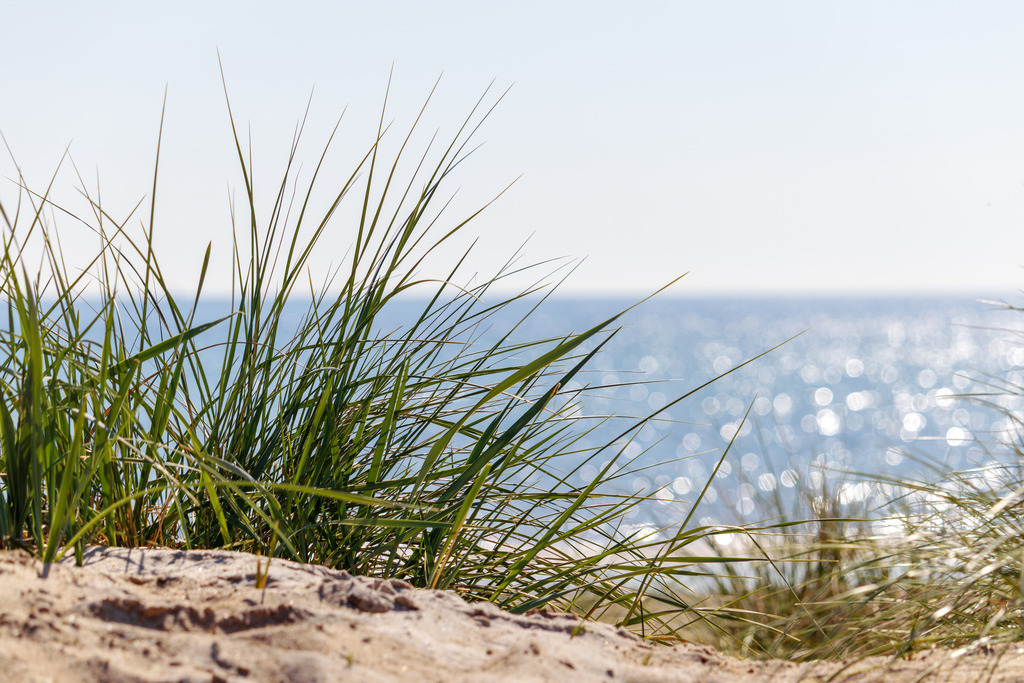Wandbild: Frisches Küstengras am Meer | Ein natürliches und beruhigendes Motiv – dieses Wandbild zeigt Strandgras, das auf einer Düne wächst, mit dem weiten Meer im Hintergrund. Die Kombination aus warmem Sand, sanften Wellen und lichtdurchflutetem Grün vermittelt ein Gefühl von Freiheit und Entspannung. Perfekt, um die Schönheit der Küstenlandschaft ins Zuhause zu holen. - Realized with Pictrs.com