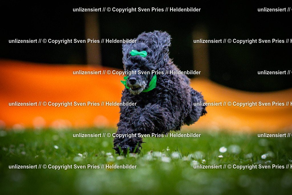 Sven Pries | 2025-05-29 - Pudelrennen KA-Durlach - Realisiert mit Pictrs.com