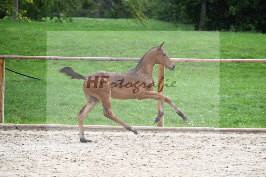 Kat-Nr. 28 HF Franklin_Schneider_25230301 | hf-fotografie - Realisiert mit Pictrs.com