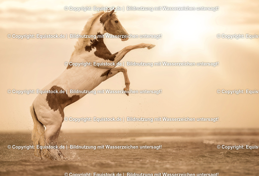 TS_20160928_Pferd_am_Strand_0006 | Foto: Thomas Hartig