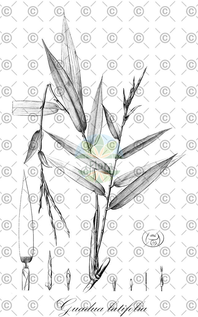 HistAbb_wfo-0000710677_10_ENZY_Simple | Historische Abbildung von Guadua latifolia - Poaceae | Historical Illustration of Guadua latifolia - Poaceae