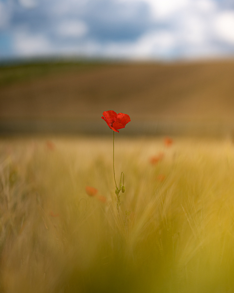 _DSC2566-2 | renerovisanfotoart.com