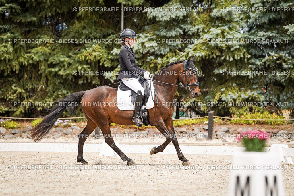 DSC04091 | Pferdegrafie