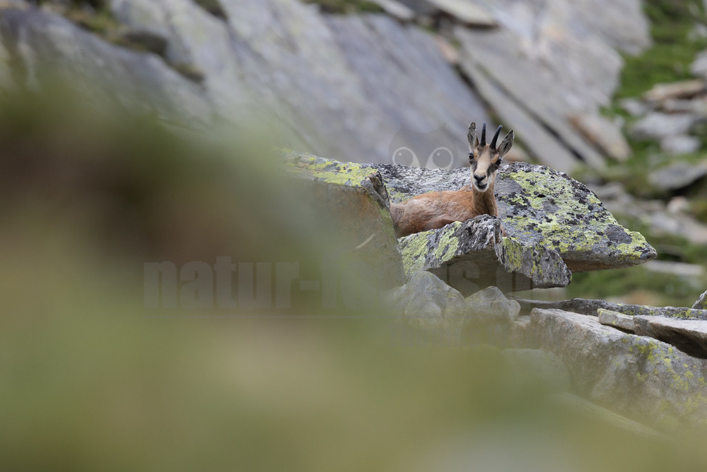 _5NF0611_20250713 | Eine Gämse (Rupicapra rupicapra) liegt entspannt auf moosbewachsenen Felsen in einer alpinen Landschaft. Ihr braunes Fell hebt sich leicht von den grauen Steinen ab, die teilweise mit gelb-grünem Flechtenbewuchs überzogen sind. Das Tier blickt mit aufmerksamen Augen direkt in die Kamera. Im Vordergrund sind unscharfe grüne Pflanzen zu sehen, die einen natürlichen Rahmen bilden. Im Hintergrund erheben sich weitere Felsformationen. Die Gämse scheint sich in ihrer natürlichen Umgebung auszuruhen. - Realisiert mit Pictrs.com