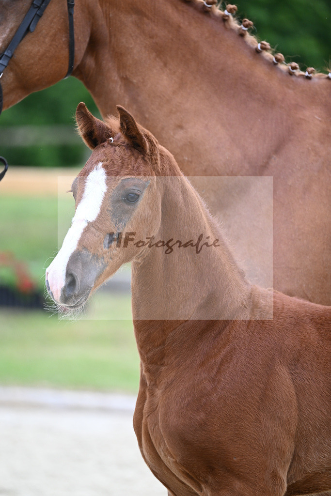 Kat-Nr. 19 SF Baggio_Schober_17230498 | hf-fotografie - Realizzato con Pictrs.com
