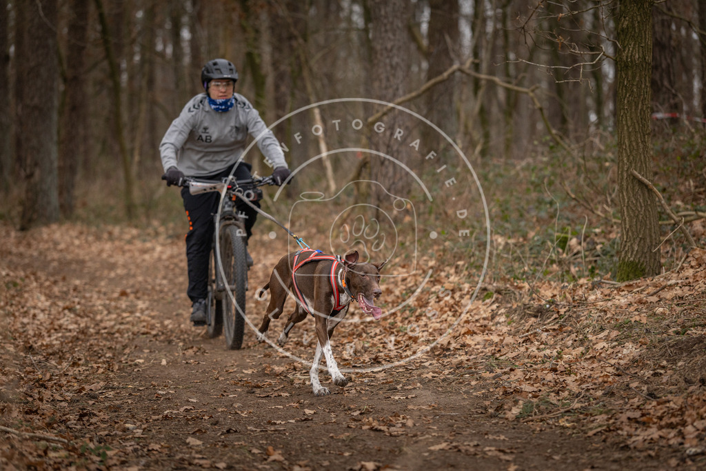 Pfotenfotografie_DV3A7093 | Hundefotografie, Tierfotograf, Pfotenfotografie, Fotoshooting Hund, Hunde Portrait, Hundesport, Hundeportraits, Heideshooting, Hunde, Sportfotograf, Hundefotograf, Turnierhundsport, THS,  - Realisiert mit Pictrs.com