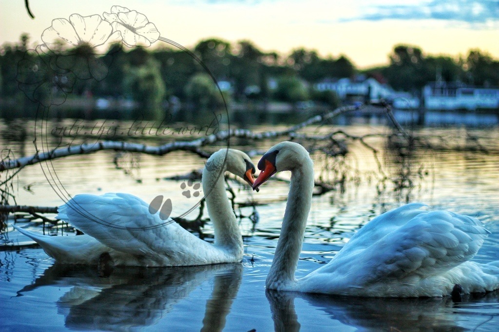 Höckerschwäne 007 | only.this.little.world - Realisiert mit Pictrs.com