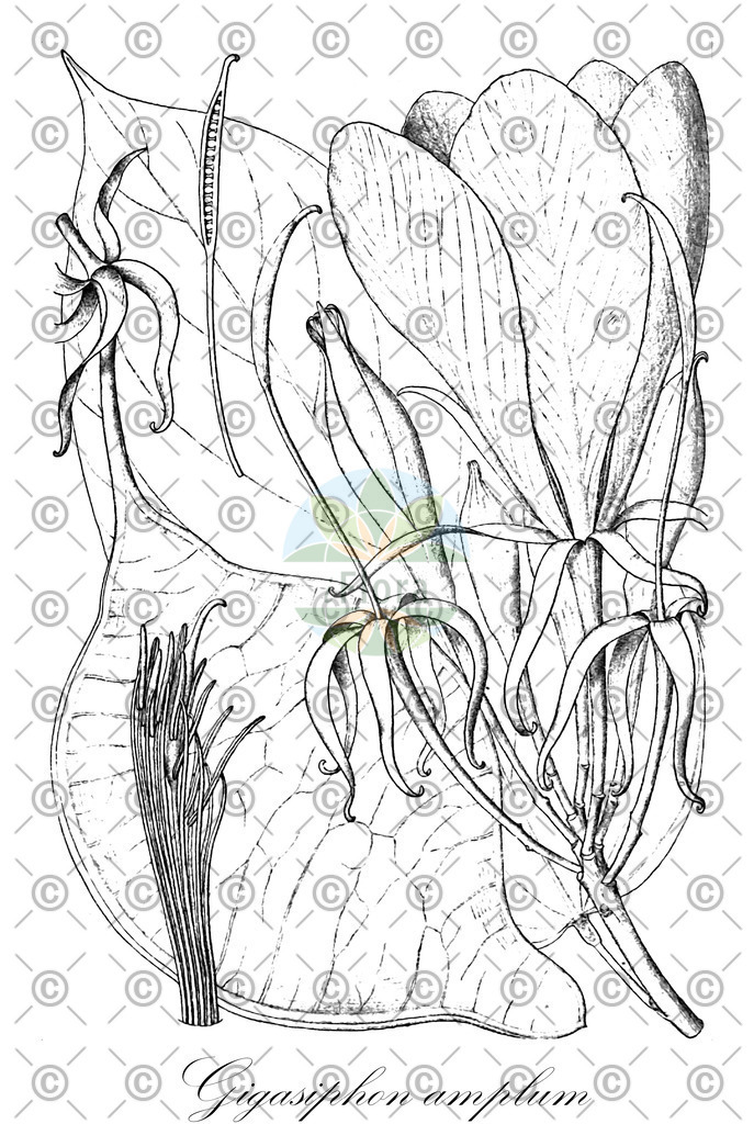 HistAbb_EMP_7502873_1_SIMPLE | Historische Abbildung von Gigasiphon amplum - Fabaceae | Historical Illustration of Gigasiphon amplum - Fabaceae