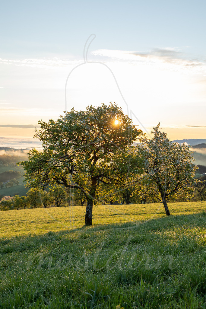 Sonnenaufgang und Birnbaumblüte | Ihre Fotografin im Lungau, ihre Fotografin im Mostviertel, Wandbilder Onlineshop, Imagefotos für Ihr Unternehmen,  - Realisiert mit Pictrs.com