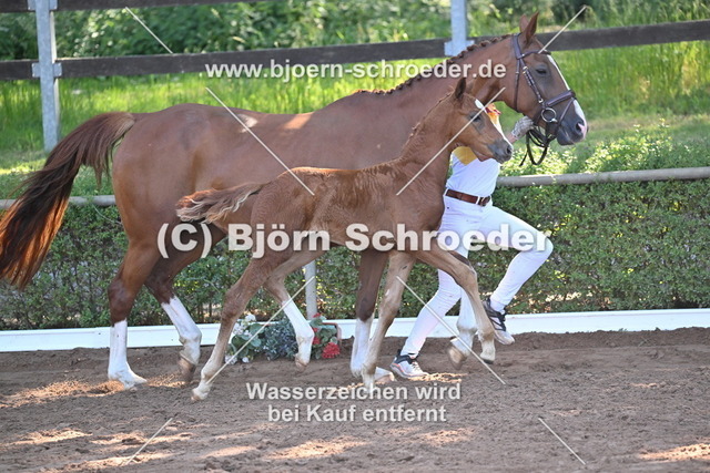 13_Vivanero - Quaterback_758_7949 | Björn Schroeder Pferdefotografie