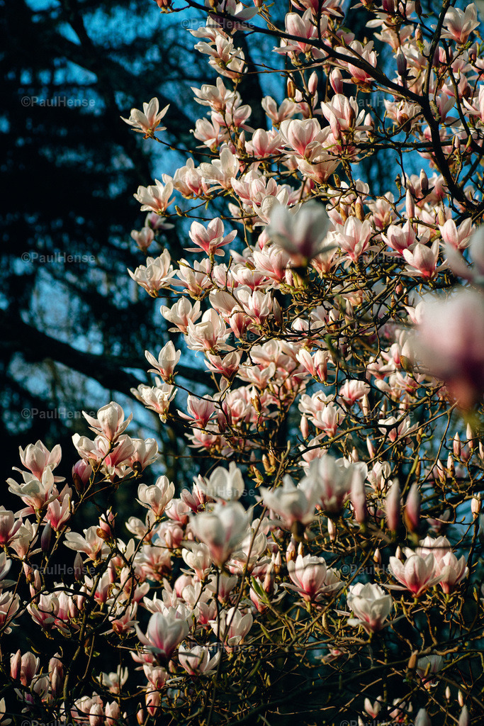 20220324_PaulHense_S0040_DSC03536 | paulhense - Realisiert mit Pictrs.com