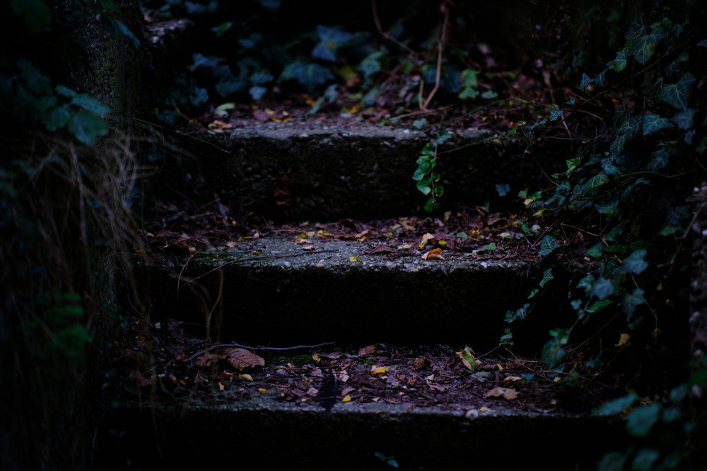 Treppe mit Laub und Efeu bedeckt | Strebersdorf, Austria - October 03, 2023: Treppe mit Laub und Efeu bedeckt. - Realisiert mit Pictrs.com