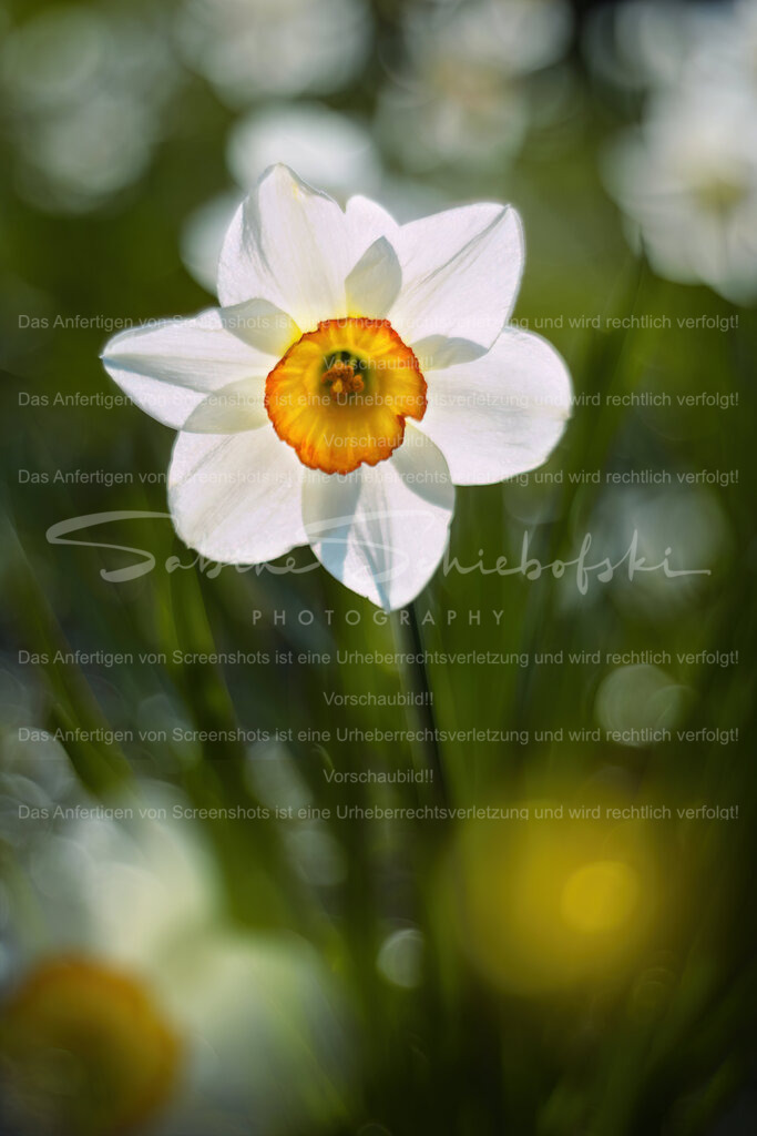 "Frohe Ostern" | Ein wunderschöne Narzisse im Gegenlicht mit einem Bubble Bokeh - Realisiert mit Pictrs.com