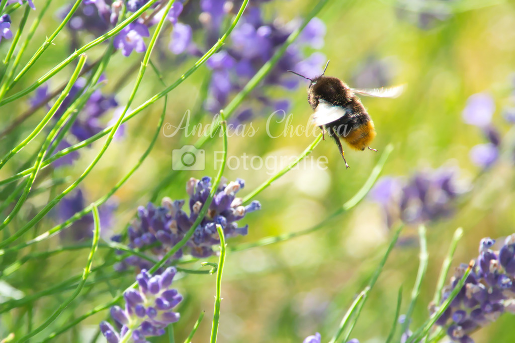 Hummel im Lavendel | Der Onlineshop für malerische Fotografien aus dem Landkreis Vechta✅ Premium Druck auf Leinwand✅ Acryl✅ oder Alu-Dibond✅➤Jetzt Bestellen! - Realisiert mit Pictrs.com