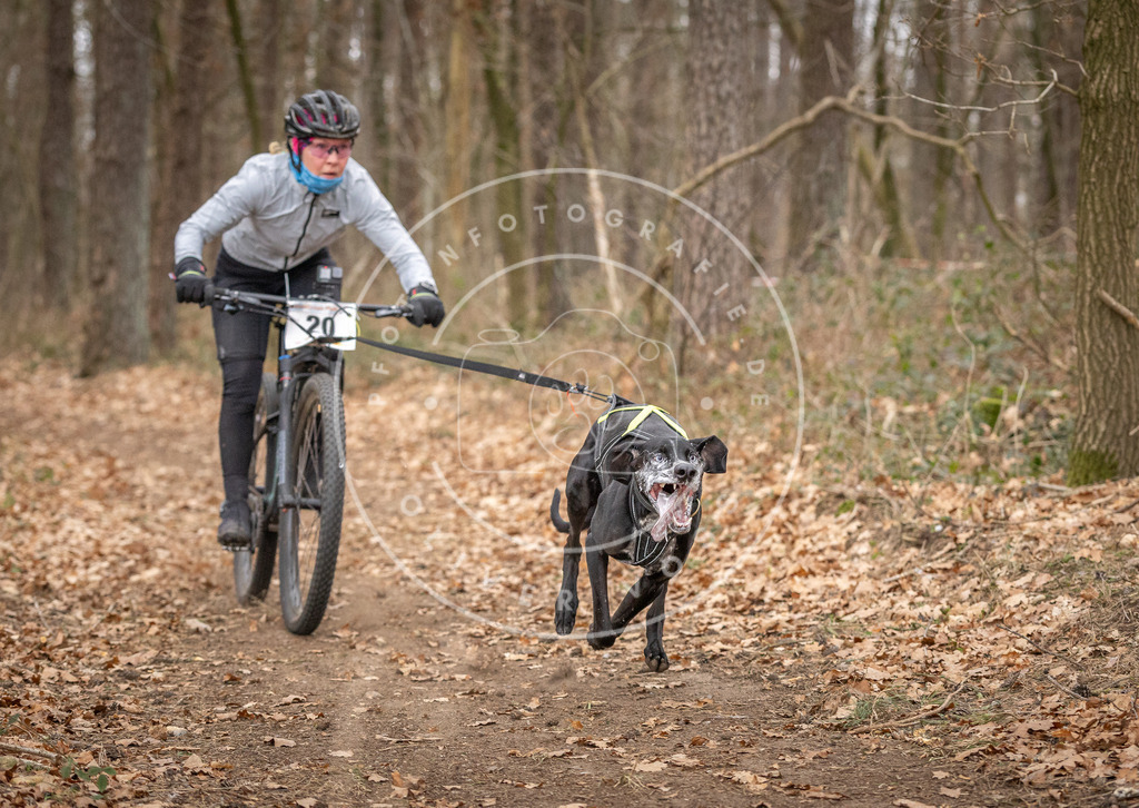 Pfotenfotografie_DV3A7445 | Hundefotografie, Tierfotograf, Pfotenfotografie, Fotoshooting Hund, Hunde Portrait, Hundesport, Hundeportraits, Heideshooting, Hunde, Sportfotograf, Hundefotograf, Turnierhundsport, THS,  - Realisiert mit Pictrs.com