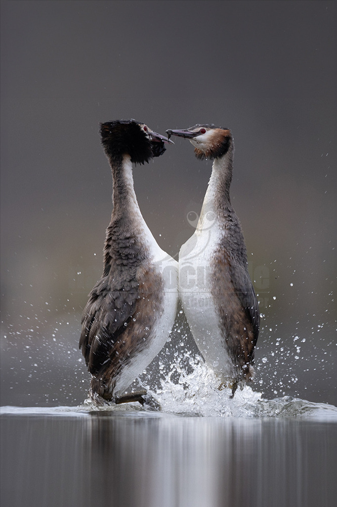 R5NF6104_20240310 | Der Haubentaucher ist eine Vogelart aus der Familie der Lappentaucher. Der etwa stockentengroße Vogel ist der größte, häufigste und bekannteste Vertreter dieser Familie von Wasservögeln. Er brütet auf Süßwasserseen und größeren Teichen mit röhrichtbewachsenen Ufern.  - Realisiert mit Pictrs.com