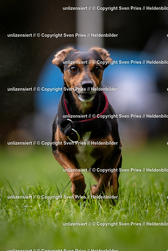 Sven Pries | 2024-10-19 - Hunderennen Ober-Grombach - Realisiert mit Pictrs.com