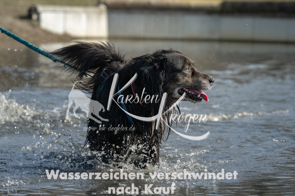 1303_ZZ94185 | kk-dogfotos