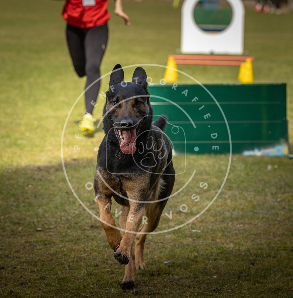 Pfotenfotografie_DV3A5956 | Hundefotografie, Tierfotograf, Pfotenfotografie, Fotoshooting Hund, Hunde Portrait, Hundesport, Hundeportraits, Heideshooting, Hunde, Sportfotograf, Hundefotograf, Turnierhundsport, THS,  - Realisiert mit Pictrs.com