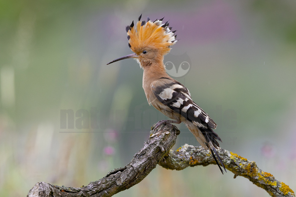 R6NF5524_20240530 | Der Bildershop von www.natur-focus.de bietet ihnen den einfachen Kauf von Bildmaterial per Download aus allen Bereichen der Natur. In den Galerien finden sie Landschaftsfotos, Tierbilder und natürlich auf Pflanzenfotos. - Realisiert mit Pictrs.com
