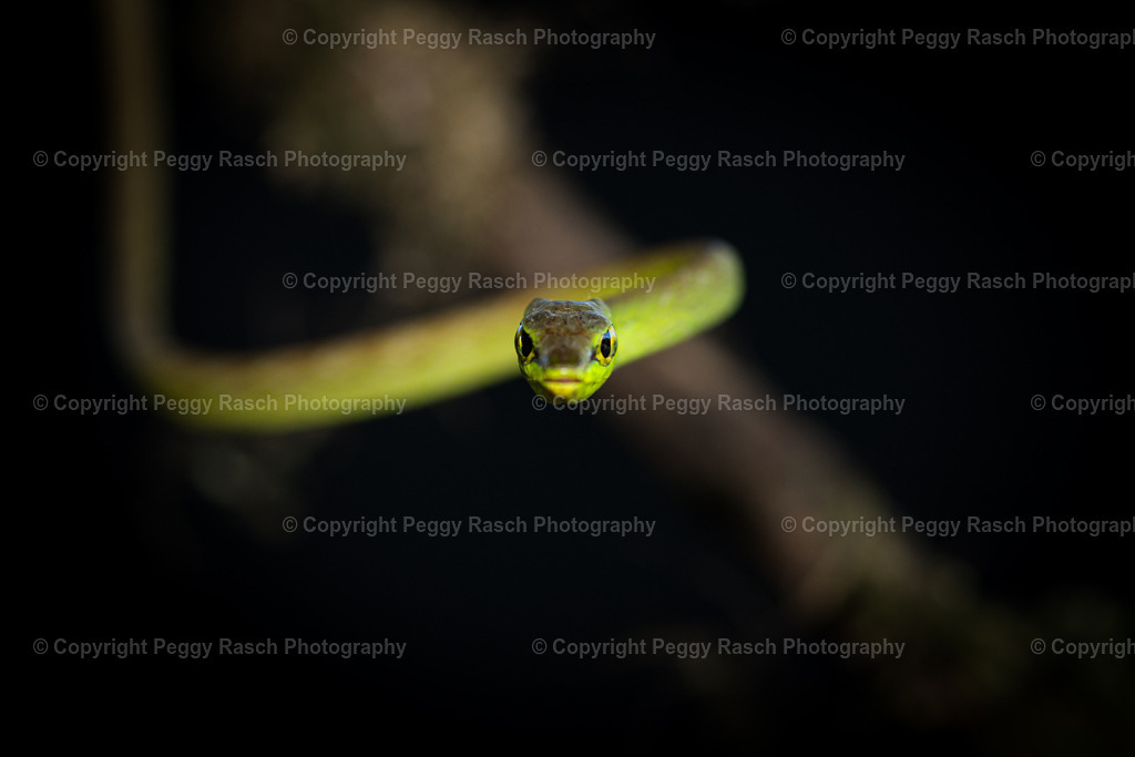 Frösche_Observatory_Lodge_groß2 (1 von 2) | PeggyRaschPhotography - Realisiert mit Pictrs.com