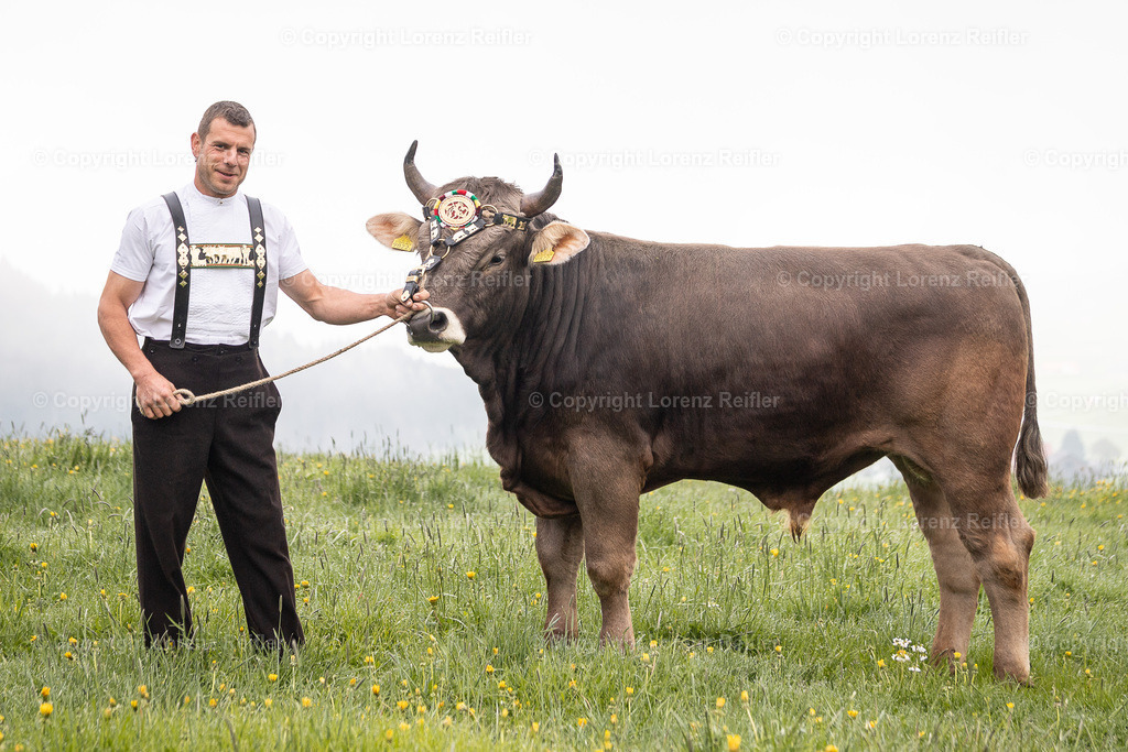 Schwingen -  Lebendpreise AppKant 2025 | Gais, 26.4.25, Schwingen - Lebendpreise AppKant.