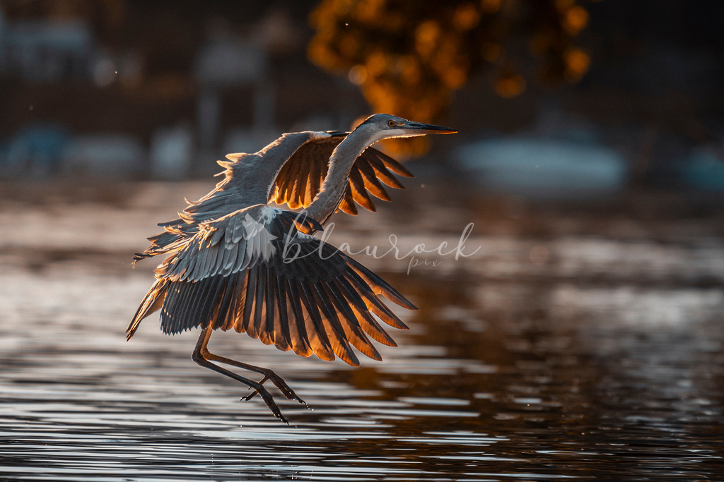 HS_-8192 | Sportbilder, Sportfotograf, Hochzeits- und Eventfotografin, Flugshows, Portraits und Tiershooting, Aviation, Downhill, Nationalleague, Swissleague, International