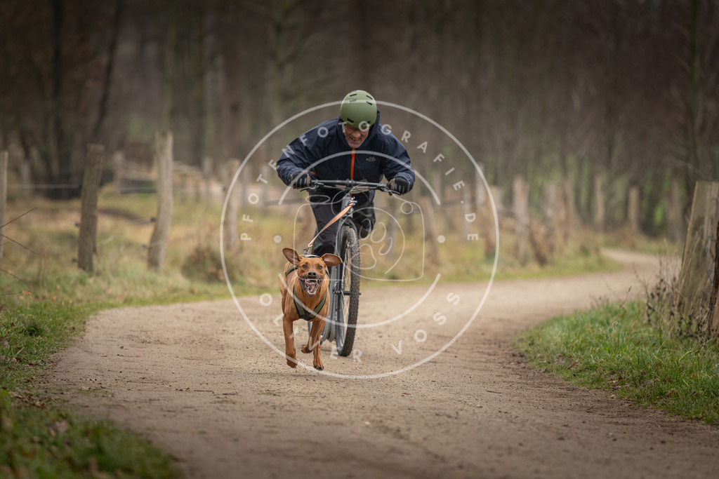 Pfotenfotografie_DV3A2603 | Hundefotografie, Tierfotograf, Pfotenfotografie, Fotoshooting Hund, Hunde Portrait, Hundesport, Hundeportraits, Heideshooting, Hunde, Sportfotograf, Hundefotograf, Turnierhundsport, THS,  - Realisiert mit Pictrs.com