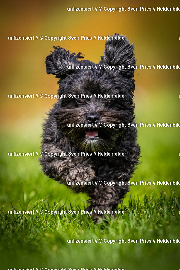 Sven Pries | 2025-04-13 - Hunderennen Baden-Baden - Realisiert mit Pictrs.com