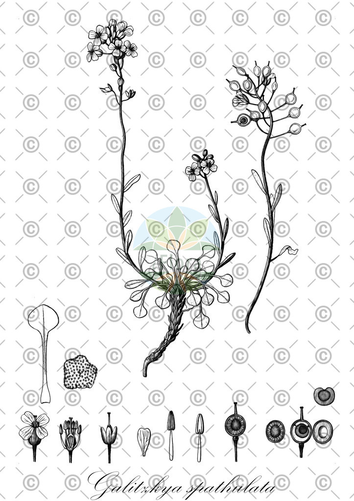 HistAbb_wfo-0000693929_1_ENZY_Simple | Historische Abbildung von Galitzkya spathulata - Brassicaceae | Historical Illustration of Galitzkya spathulata - Brassicaceae