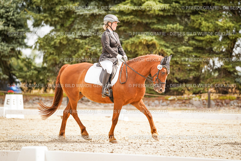 DSC01935 | Pferdegrafie