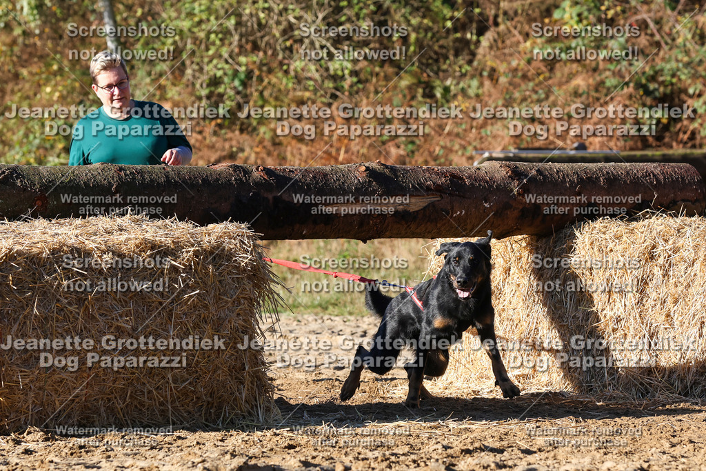 Dog Paparazzi - Strongdog 10-25-1686 | Dog Paparazzi Jeanette Grottendiek Fotografie & Videografie - Realisiert mit Pictrs.com