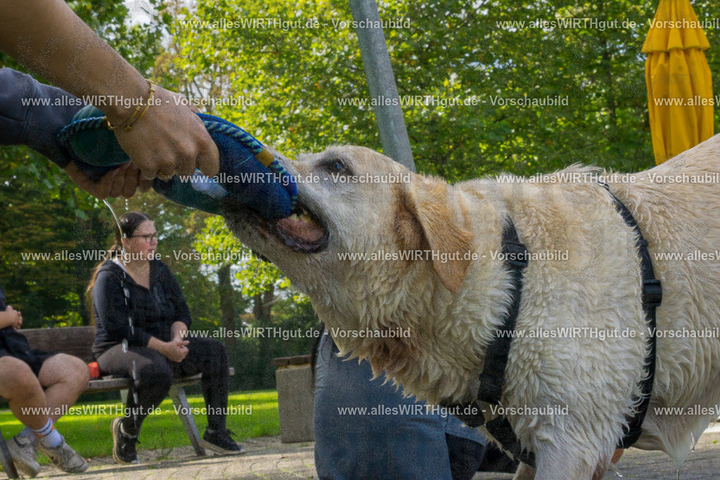 Hundeschwimmen_Grefrath_2026-allesWIRTHgut_Tierfotografie-13_04-DSC00217 | Professionelle Tierfotografie in Mönchengladbach von Daniel Wirth (allesWIRTHgut). Liebevolle & natürliche Bilder von Hunden & Katzen für unvergessliche Erinnerungen.