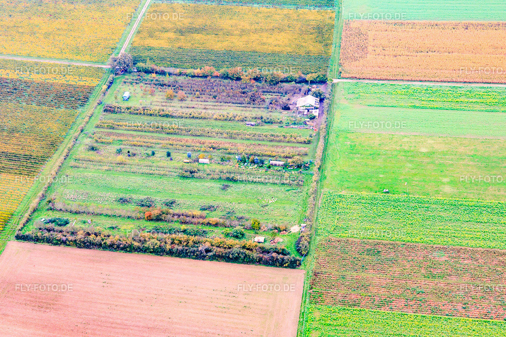 Obst-Plantage von Klaus Meyer | Luftbild: Obst-Plantage von Klaus Meyer im Ortsteil Mühlhofen in Billigheim-Ingenheim im Bundesland Rheinland-Pfalz in Deutschland. Foto: IMG_150046.jpg vom 10.10.2025 durch Werner Riehm/FLY-FOTO.de - Realisiert mit Pictrs.com
