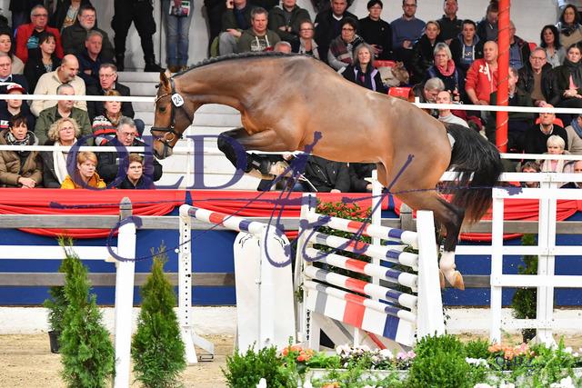 24 DE421000510820 HM Jaloubet K VDL - Cassini I - Los Alamos DSC_0007 | <meta name="description" content="★Offizieller Merchandise und Foto-/Videostore des Oldenburger Verbandes.★ ✅Jetzt auch digital Ausdrucke erhältlich." />
<meta name="keywords" content="Merchandise Foto-/Videostore Oldenburger Verband Photographie 