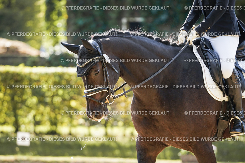 DSC06947 | Pferdegrafie