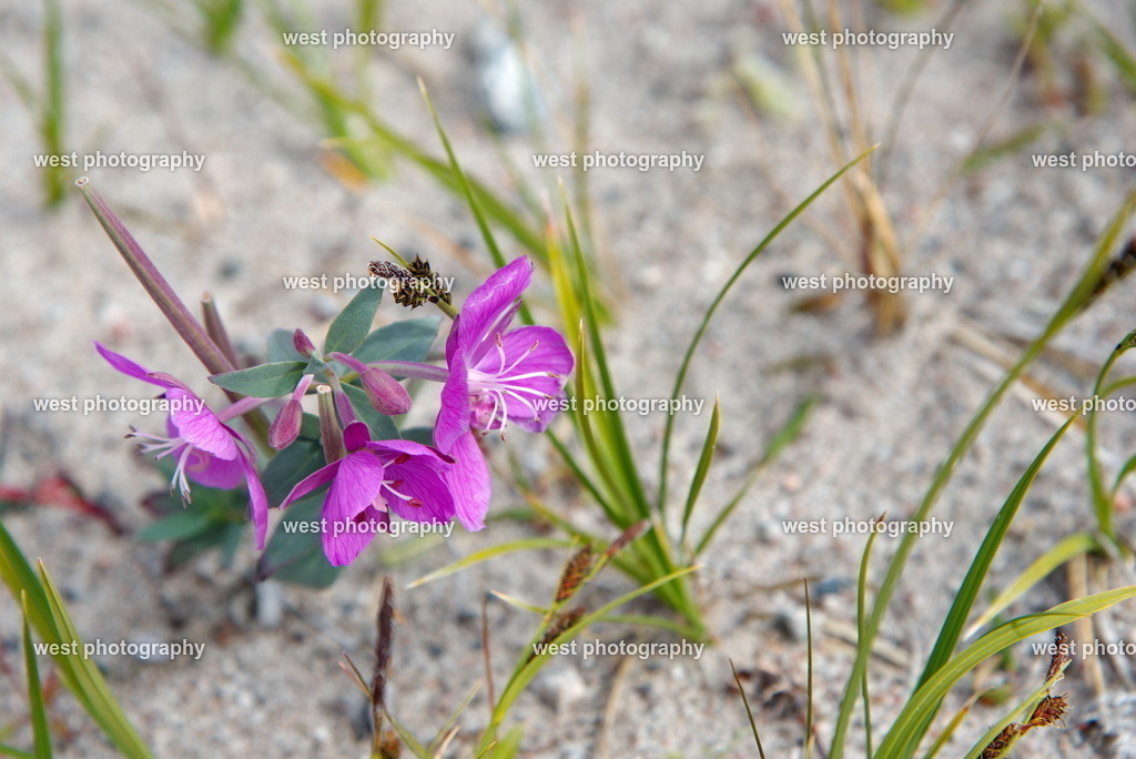 Chamerion latifolium - 2018 GNL | west photography - Realisiert mit Pictrs.com