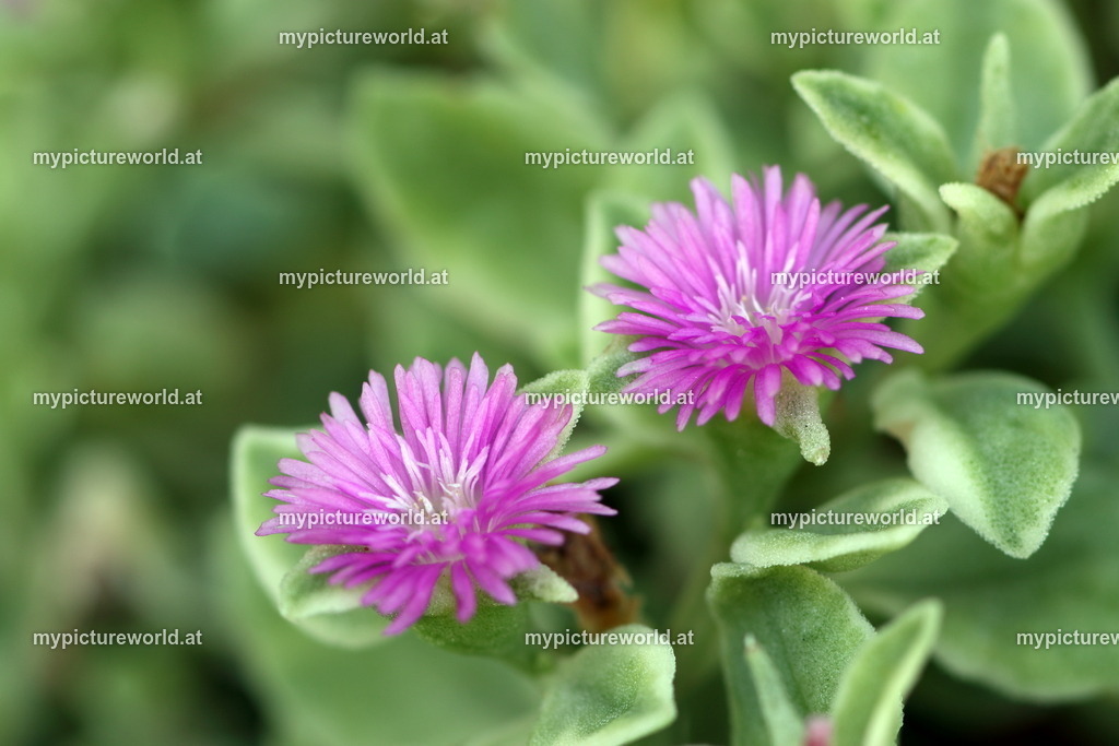 Eiskraut-003 | Das Bilderarchiv über Tiere, Planzen und Landschaften. In der Bilddatenbank finden Sie ein große Auswahl an hochwertigen Bilder für Ihre Werbung - Realized with Pictrs.com