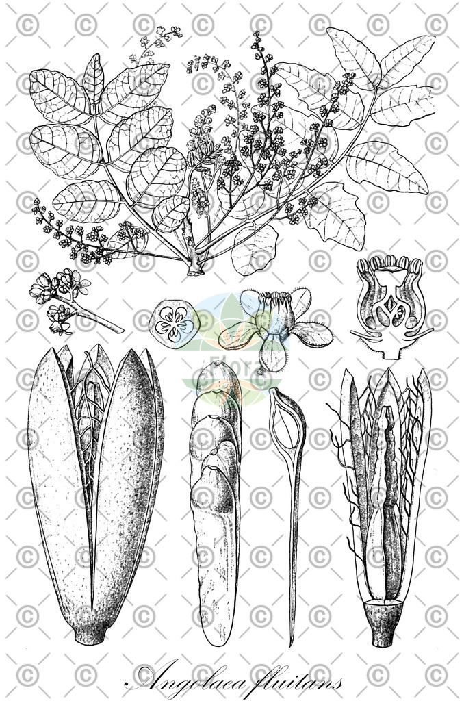 HistAbb_wfo-0000536542_143_ENZY_Simple | Historische Abbildung von Angolaea fluitans - Podostemaceae | Historical Illustration of Angolaea fluitans - Podostemaceae