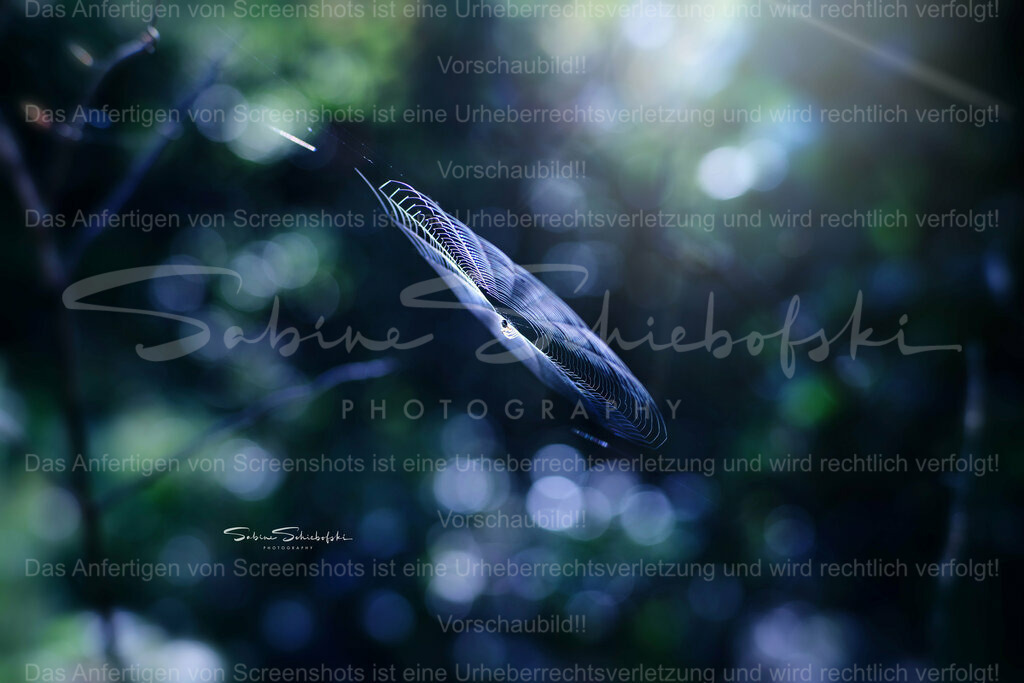 Wandbild Spinnen Kunstwerk | People- und Tierfotografie, Imageaufnahmen, Veranstaltungsfotografie und Wandbilder aus der Natur ★ Made in Germany ✔️ Druck + Downloads ✔️ Naturfotografie in Top Qualität ★ schneller Versand, weltweite Lieferung! - Realisiert mit Pictrs.com