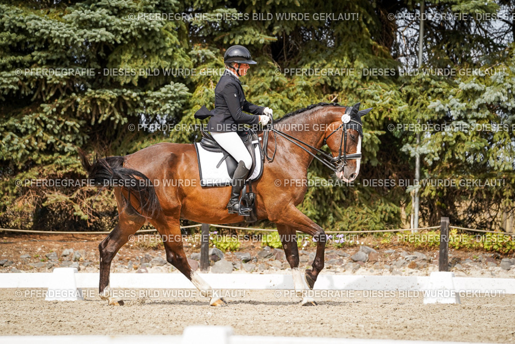 DSC06603 | Pferdegrafie