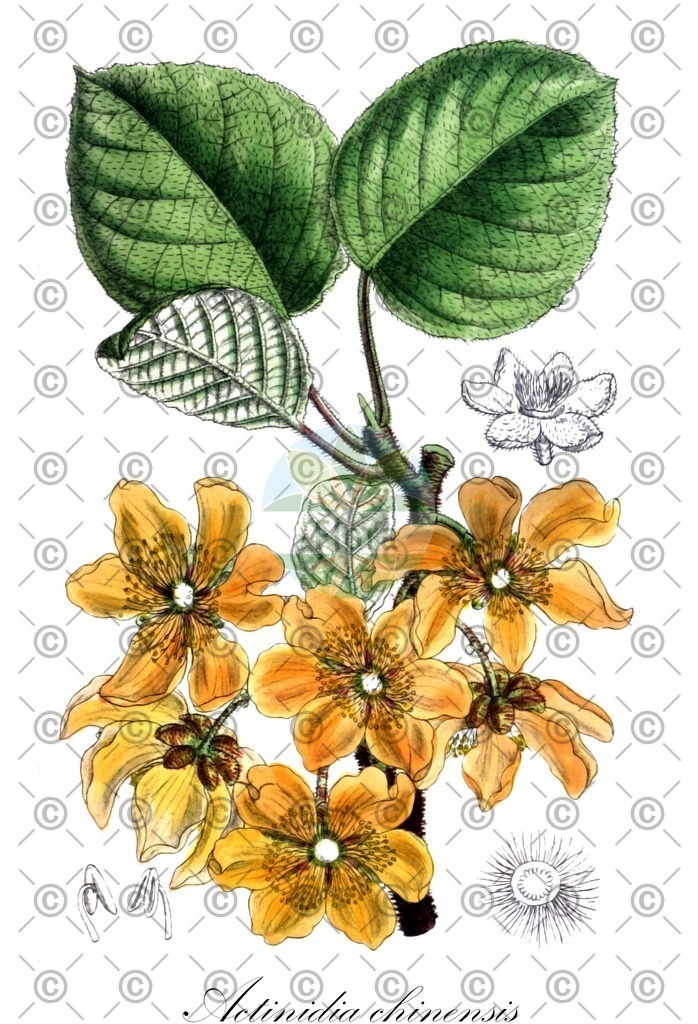 HistAbb_wfo-0000519189_2_ENZY_Simple | Historische Abbildung von Actinidia chinensis - Actinidiaceae | Historical Illustration of Actinidia chinensis - Actinidiaceae