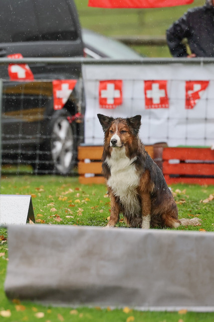 2025_Rally_Obedience_SM-183 | Ich fotografiere Hundeausstellungen, Sportanlässe, Zuchtstätten, Hundezucht, Hundeportrait, Lagotto - Realisiert mit Pictrs.com