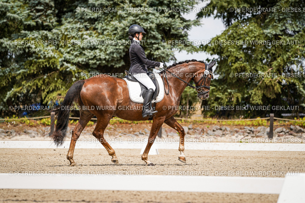 DSC03597 | Pferdegrafie