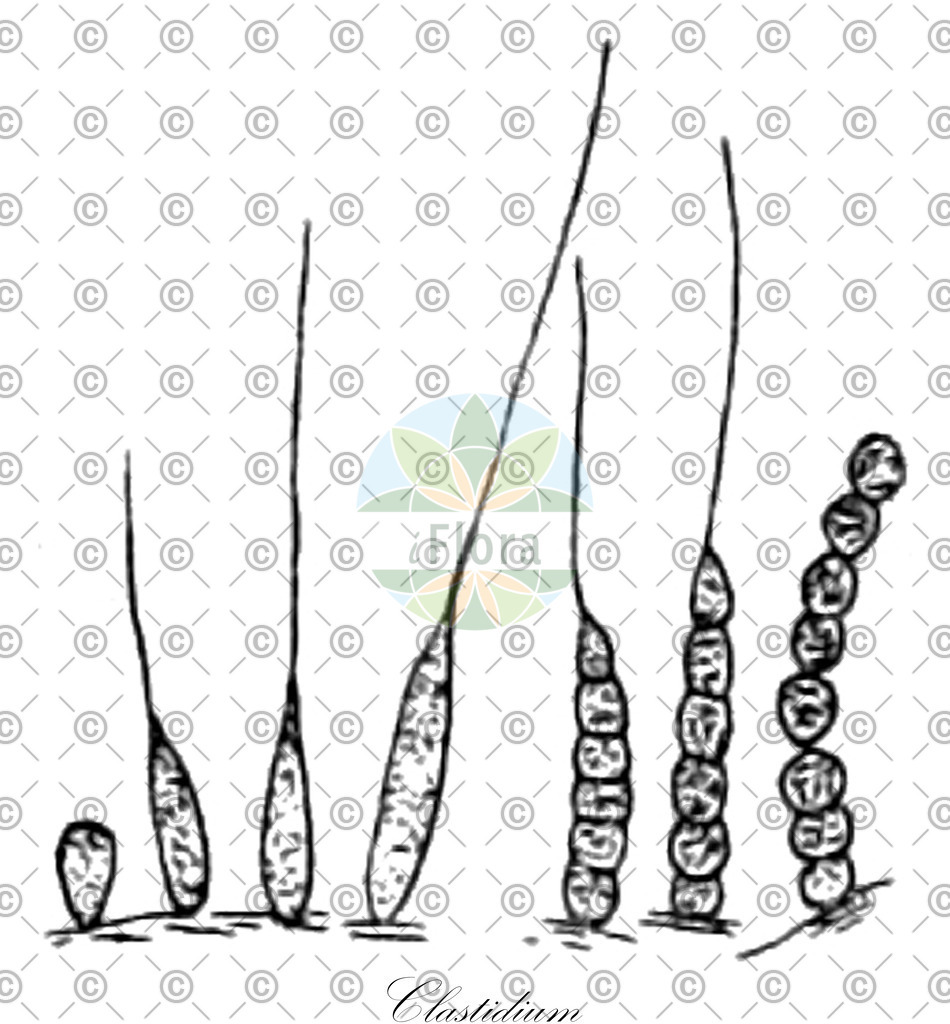 HistAbb_wfo-0001180692_1_ENZY_Simple | Historische Abbildung von Clastidium - Clastidiaceae (0) | Historical Illustration of Clastidium - Clastidiaceae (0)