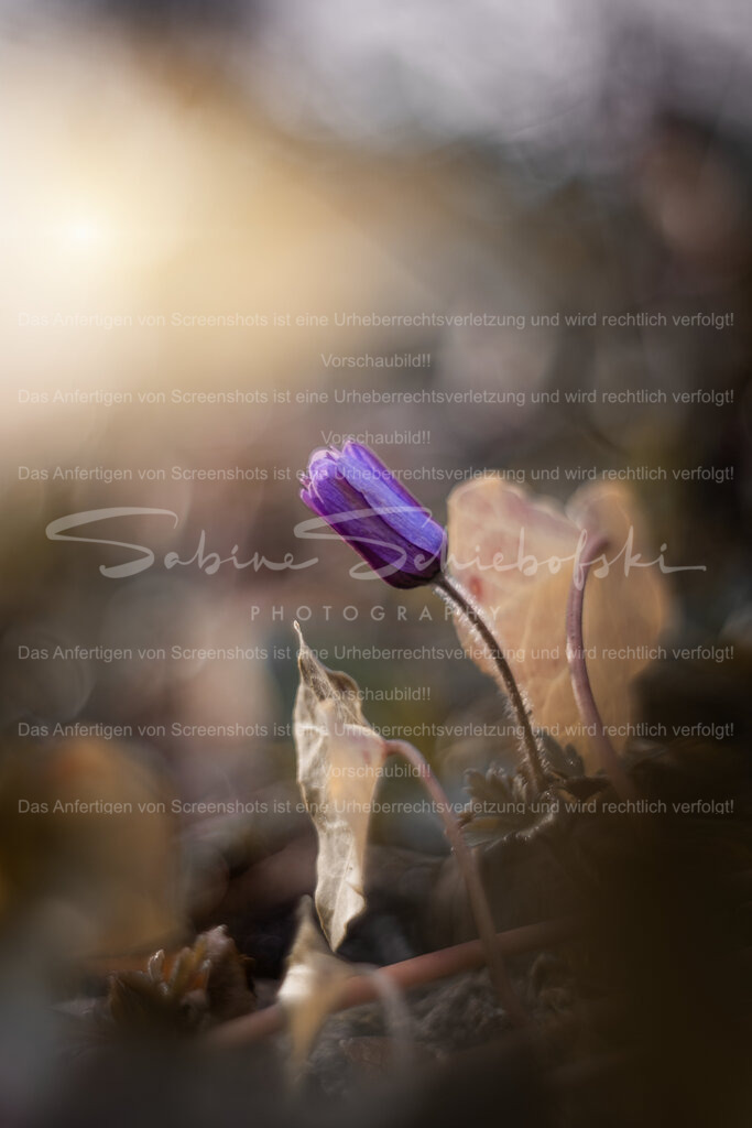 Balkanwindröschen | People- und Tierfotografie, Imageaufnahmen, Veranstaltungsfotografie und Wandbilder aus der Natur ★ Made in Germany ✔️ Druck + Downloads ✔️ Naturfotografie in Top Qualität ★ schneller Versand, weltweite Lieferung! - Realisiert mit Pictrs.com